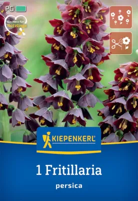 KIEPENKERL Blumenzwiebel Persische Kaiserkrone, 1 Stück Cover
